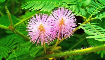 Một số bài thuốc dân gian từ cây Xấu Hổ giúp giảm đau nhức xương khớp