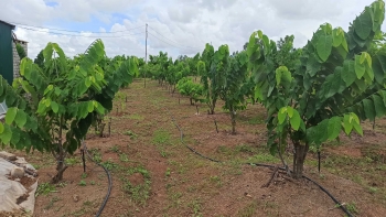 Giống Na QN-D1 cho năng xuất cao - Cơ hội mới cho người nông dân