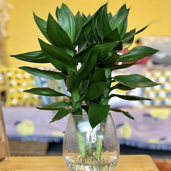 Cây phát lộc là cây gì ? Ý nghĩa của cây phát Lộc Thủy Sinh