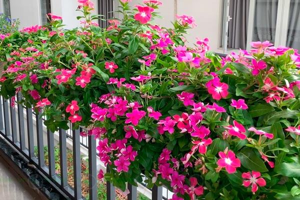 Cây Hoa Dừa Cạn