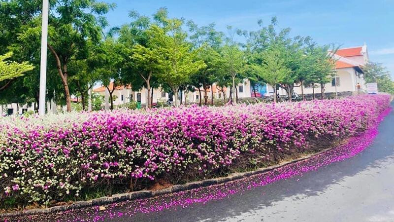 Tác dụng của cây tuyết sơn phi hồng