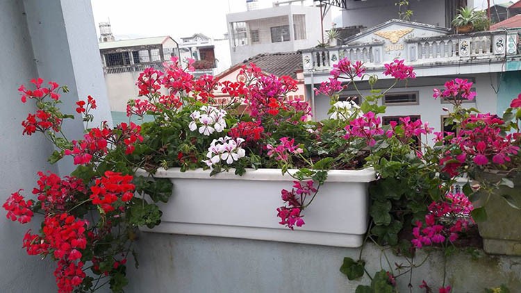 Đặc điểm và cách chăm sóc cây Hoa Phong Lữ | Vườn Sài Gòn