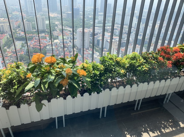 Top 10 loại cây cảnh trồng ở ban công ưu chuộng nhất