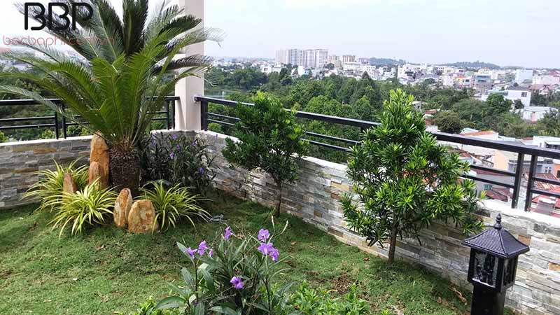 Có nên trồng cây vạn tuế trước nhà không?