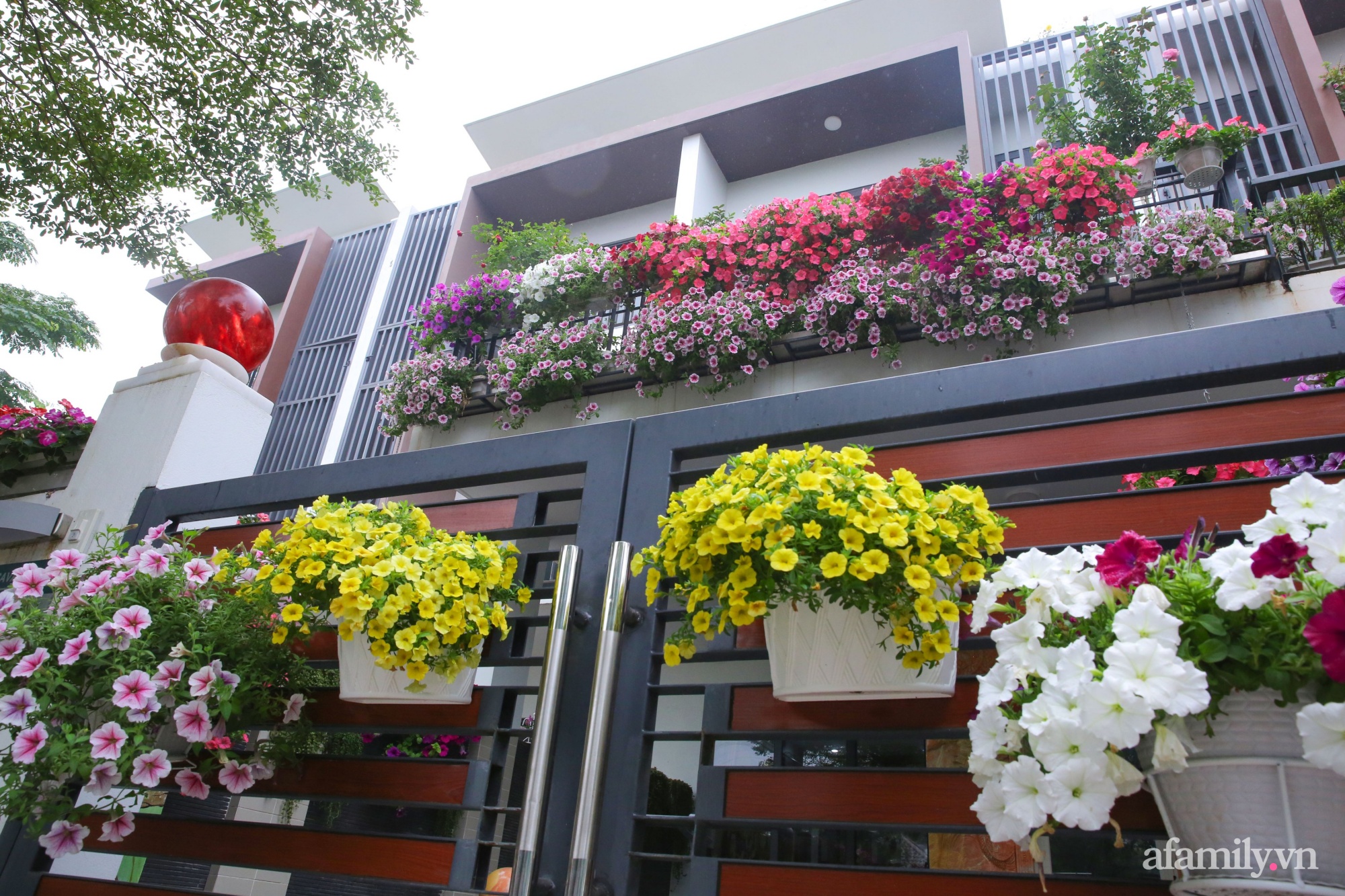 Kinh nghiệm trồng dạ yến thảo nở rực rỡ đủ sắc màu phủ kín mặt tiền nhà phố  Hà Nội
