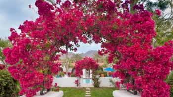 Ý nghĩa phong thủy của cây Hoa Giấy đối với gia chủ mà ít người biết?