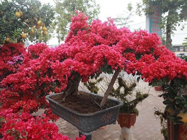 Cách trồng cây Hoa Giấy đẹp cho ra hoa quanh năm