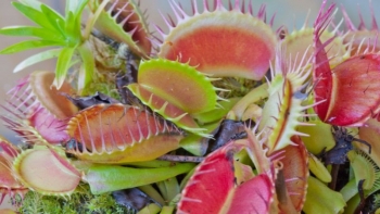 Bất ngờ với loài cây có khả năng “săn mồi”