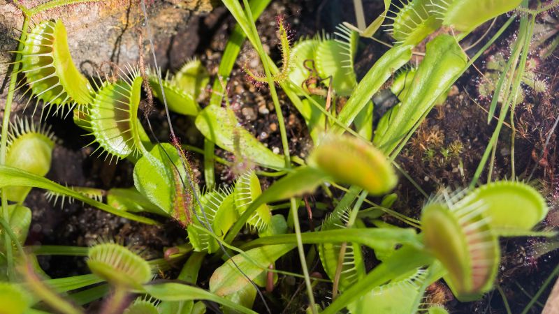 Cách chăm sóc cây bắt ruồi