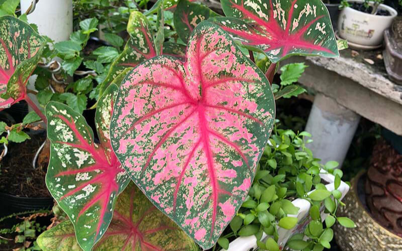 Cây môn đốm đỏ