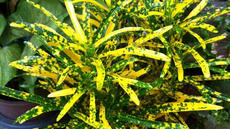 Cây cô tòng đuôi lươn