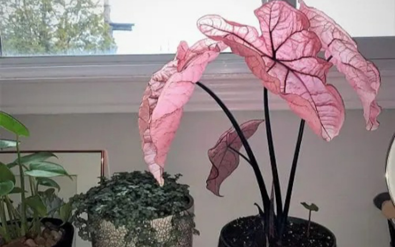 Cây môn cảnh lá hồng Pretty