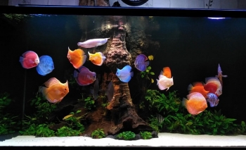 Một số loại cá cảnh cuốn hút người chơi ngày từ cái nhìn đầu tiên