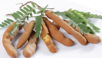 Bất ngờ với loại quả dùng để làm gia vị lại có công dụng tốt như "thần dược"