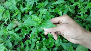 Bất ngờ với cây Thài Lài Trắng mọc ven đường lại có tác dụng chữa được nhiều loại bệnh?