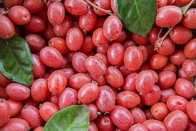 Nhót - thứ quả nhiều công dụng được Trung Quốc bán giá cao - Ảnh 1