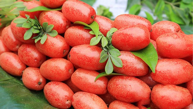 Quả nhót là quả gì? Quả nhót có tác dụng gì? Hình ảnh trái nhót