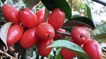 Một số công dụng của cây Nhót đối với sức khỏe