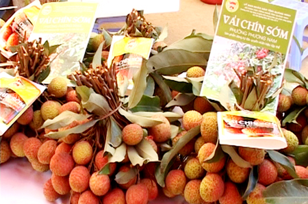 Phương Nam (Quảng Ninh) hỗ trợ nông dân trồng vải nâng cao giá trị gia tăng  | Đảng Cộng sản Việt Nam - Đại hội XIII