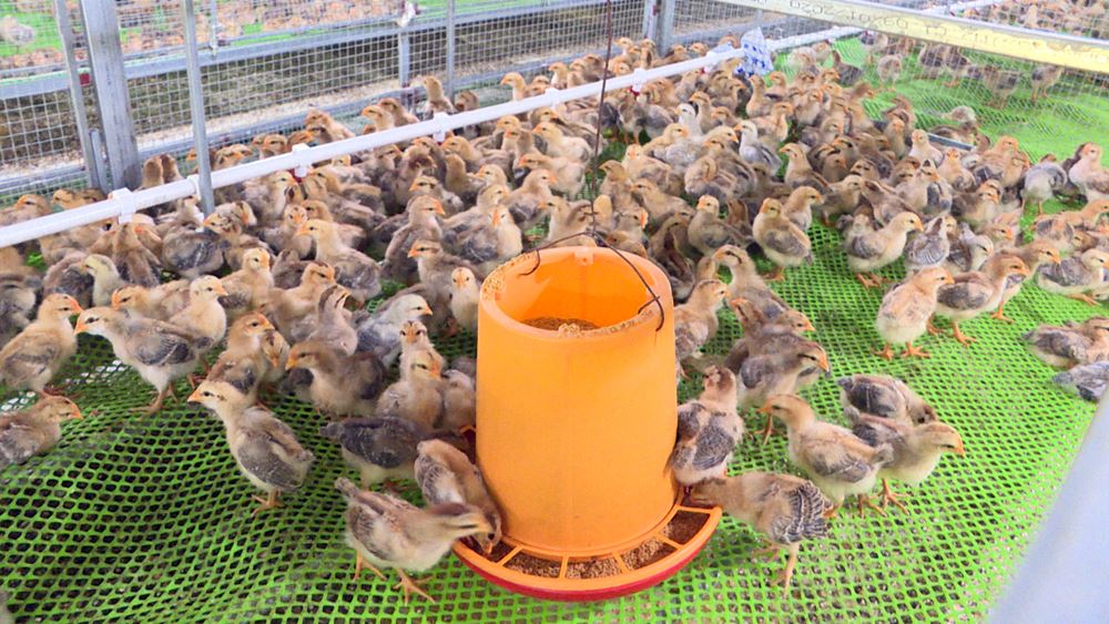 Đặc sản gà đồi Tiên Yên - Báo Quảng Ninh điện tử