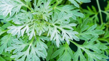 Bất ngờ tác dụng của cây ngải cứu đối với sức khỏe