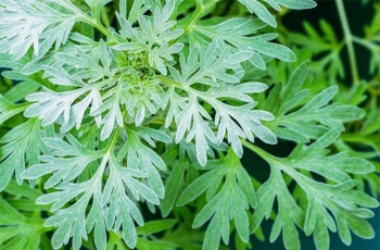 Bất ngờ tác dụng của cây ngải cứu đối với sức khỏe