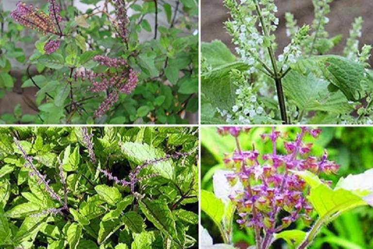 Cây Hương Nhu chữa bệnh gì? Dùng thế nào đúng cách?