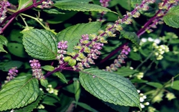 Một số công dụng hữu ích của cây Hương Nhu đối với sức khỏe