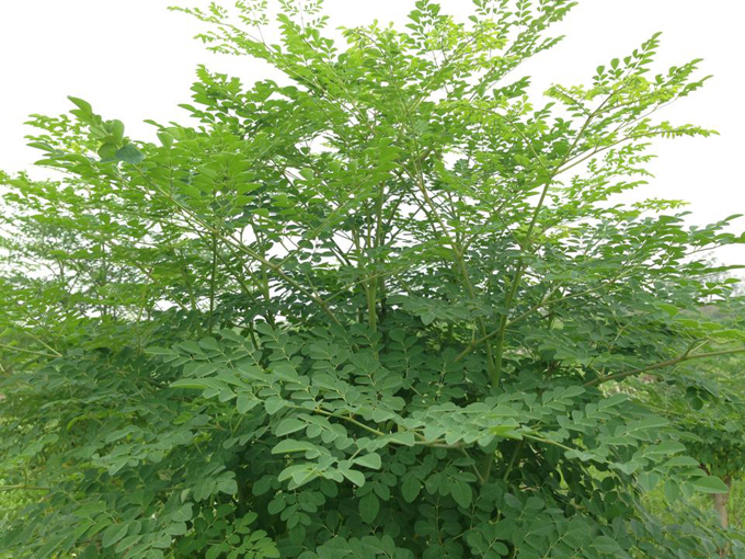 CÁCH TRỒNG VÀ CHĂM SÓC CÂY CHÙM NGÂY