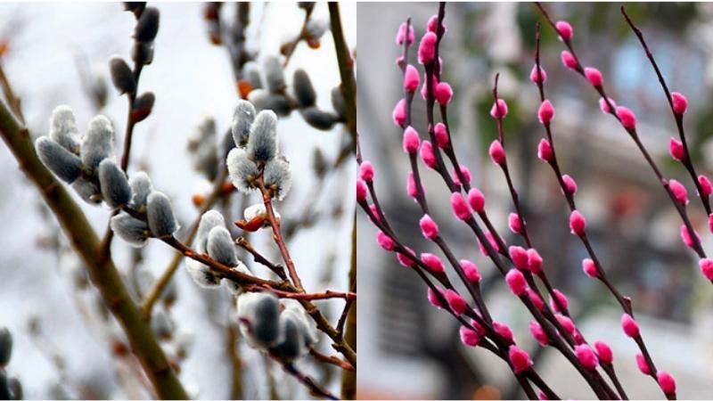 Cây hoa tầm xuân