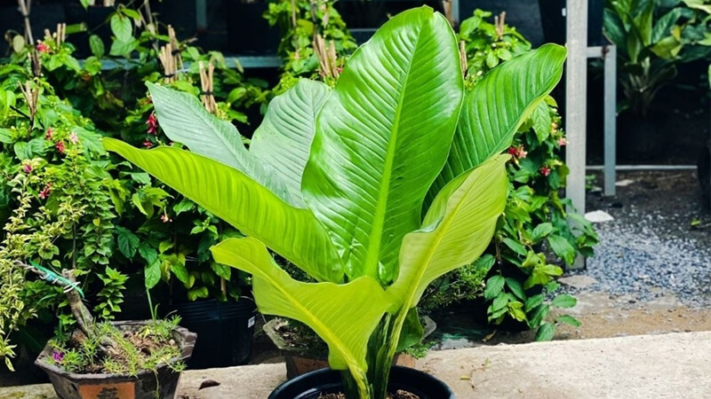 Cây đại phú gia