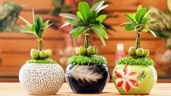 Bất ngờ với 9 loại cây cảnh để bàn làm việc hợp phong thủy giúp kinh doanh phát đạt