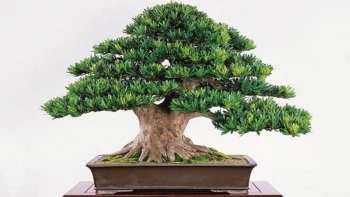 Người mạng mộc trồng loại cây cảnh gì hợp phong thủy