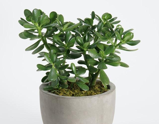 Cây Ngọc Bích có ý nghĩa gì, hợp tuổi nào, cách trồng và chăm sóc - 1