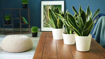 Cây Lưỡi Hổ làm sạch không khí "cực tốt" bằng cách hấp thụ formaldehyde, nitơ oxit