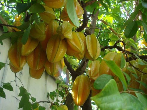 cách trồng cây khế