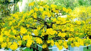 Bất ngờ với Top những cây cảnh được người Việt Nam "săn lùng" dịp Tết cổ truyền