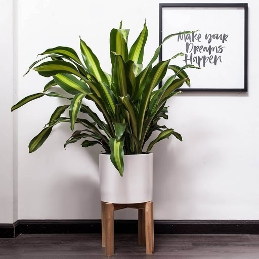 Cây Thiết Mộc Lan