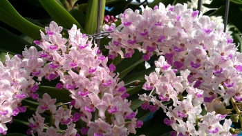 Ý nghĩa chơi Lan Nghinh Xuân - Ngọc Điểm dịp Tết