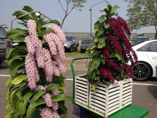 Cách trồng hoa lan Đai Châu rừng