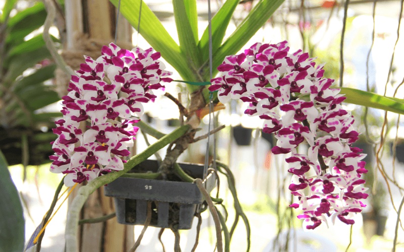 Chăm sóc cây hoa lan Đai Châu