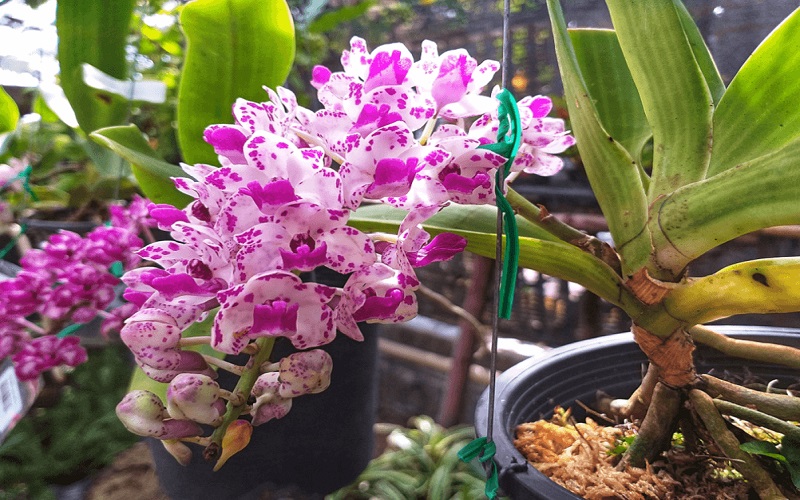 Mua cây hoa lan Đai Châu ở đâu và giá bao nhiêu?