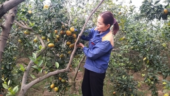 Hướng phát triển "kép" tại Trang Trại Sinh Thái 360 mang lại giá trị kinh tế cao