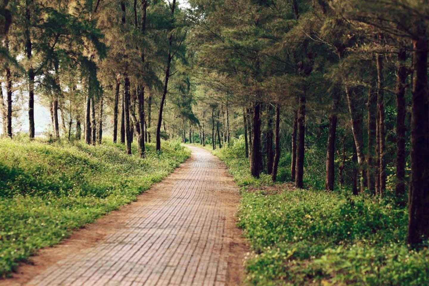 duong-tinh-yeu-co-to-1