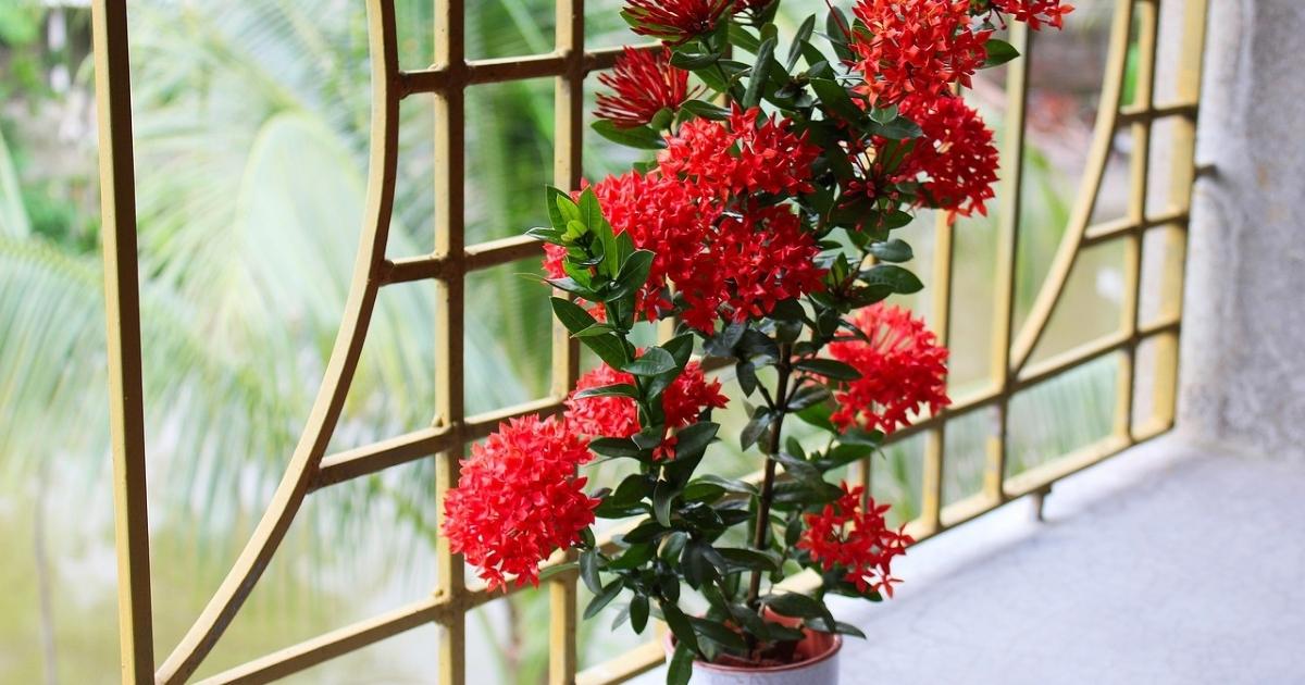 Cẩm tú cầu đỏ - tên khác của cây trang