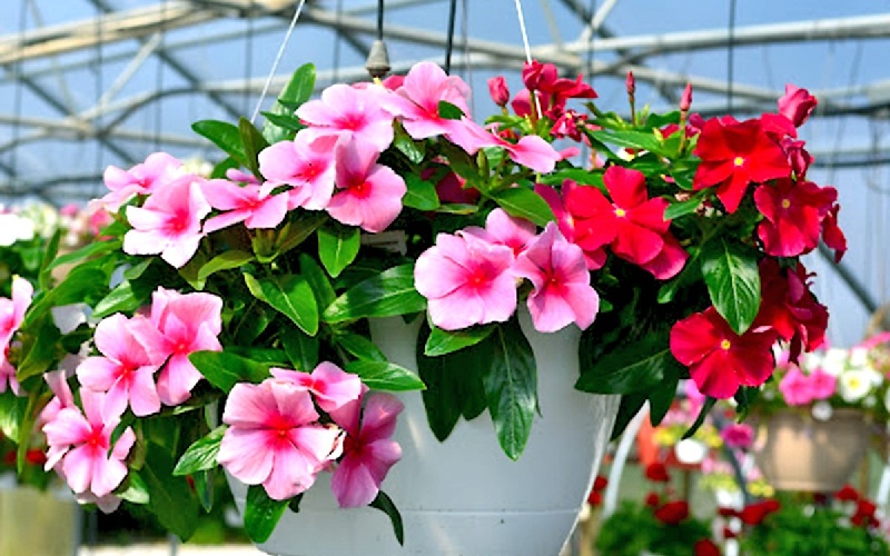 Trong Đông y hoa dừa cạn dùng để chữa nhiều bệnh