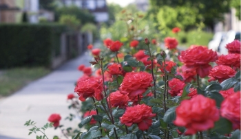 Mách bạn 4 loài hoa trồng trong nhà tảo hương "thơm ngất ngây"