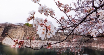 Top 5 loại hoa có vẻ đẹp "hút hồn", được nhiều người trên thế giới "săn lùng"