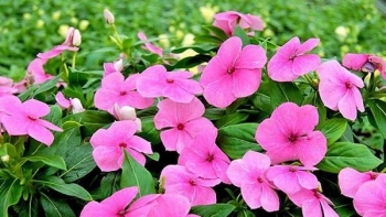 Ý nghĩa bất ngờ của cây hoa dừa cạn bạn đã biết chưa?