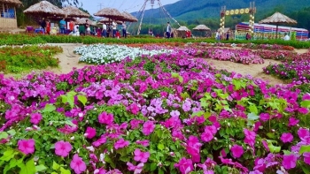 Không khí tết đã "chớm nở" trên những cách đồng hoa tại Quảng Ninh